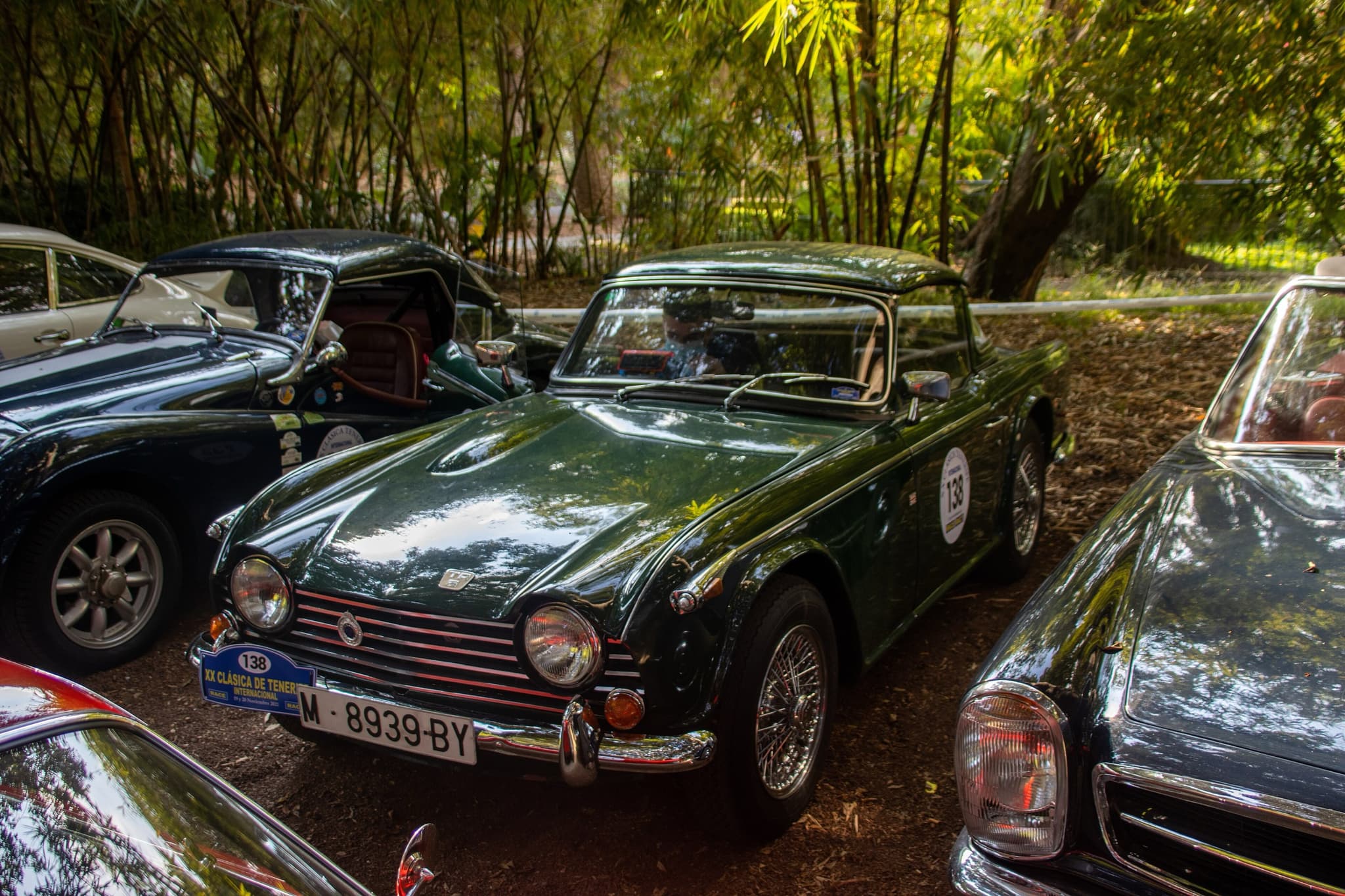 A dark green sports car with a hardtop and a rally number on its door, parked under bamboo among other rally cars.